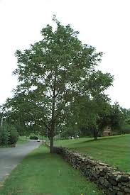 Attēlu rezultāti vaicājumam “Juglans nigra”