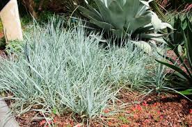 Attēlu rezultāti vaicājumam “Leymus arenarius”