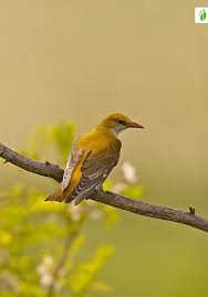 Attēlu rezultāti vaicājumam “Oriolus oriolus”