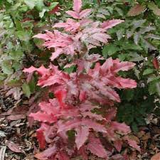 Attēlu rezultāti vaicājumam “Mahonia aquifolium leaf”