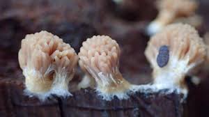 Attēlu rezultāti vaicājumam “Liceaceae”