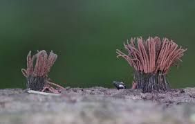 Attēlu rezultāti vaicājumam “Stemonitis foliicola macro”