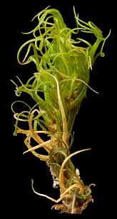 Attēlu rezultāti vaicājumam “Dicranum montanum sporophyte”