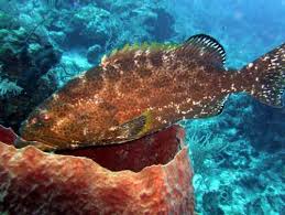 Image result for Mycteroperca venenosa