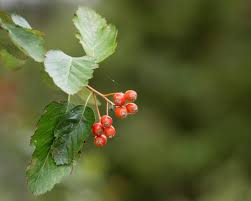 Attēlu rezultāti vaicājumam “Sorbus intermedia fruit”