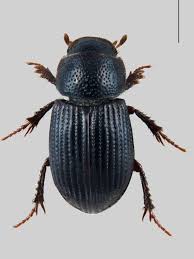 Attēlu rezultāti vaicājumam “Aegialia arenaria”