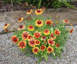 Image result for Gaillardia `Kobold`