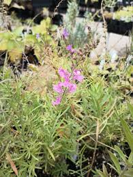 Image result for Linaria purpurea