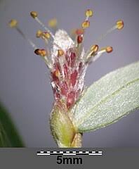 Attēlu rezultāti vaicājumam “Salix repens subsp. rosmarinifolia”