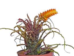 Attēlu rezultāti vaicājumam “Dicranella crispa”