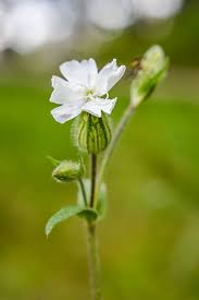 Attēlu rezultāti vaicājumam “Silene latifolia subsp. alba flower”