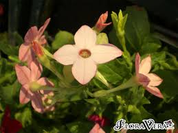 Image result for Nicotiana x sanderae