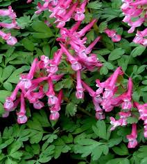 Attēlu rezultāti vaicājumam “Corydalis solida flower”
