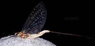 Attēlu rezultāti vaicājumam “Ephemera sp.”