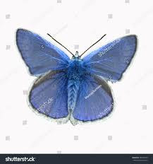 Attēlu rezultāti vaicājumam “Plebejus argyrognomon underside”