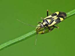 Attēlu rezultāti vaicājumam “Grypocoris sexguttatus”