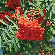 Attēlu rezultāti vaicājumam “Sorbus aucuparia”