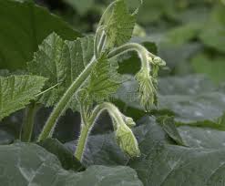 Attēlu rezultāti vaicājumam “Cucurbita pepo leaf”