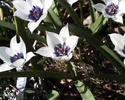 Attēlu rezultāti vaicājumam “Betula humilis female flower”