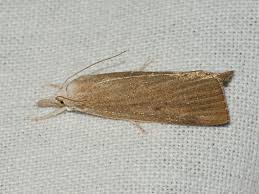 Attēlu rezultāti vaicājumam “Calamotropha paludella”