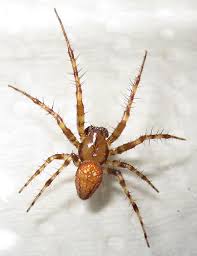 Attēlu rezultāti vaicājumam “Aranei exuvia”