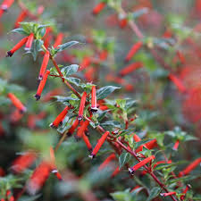 Image result for Cuphea ignea