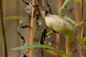 Attēlu rezultāti vaicājumam “Aulacidea hieracii”