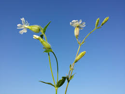 Attēlu rezultāti vaicājumam “Silene latifolia subsp. alba flower”