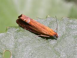 Attēlu rezultāti vaicājumam “Lathronympha strigana”