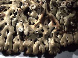 Attēlu rezultāti vaicājumam “Menegazzia terebrata”