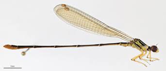 Attēlu rezultāti vaicājumam “Coenagrionidae”