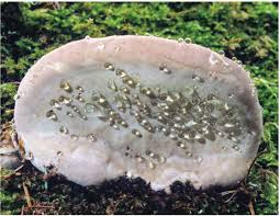 Attēlu rezultāti vaicājumam “Fomitopsis rosea”