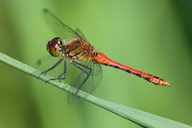 Attēlu rezultāti vaicājumam “Sympetrum sanguineum male”