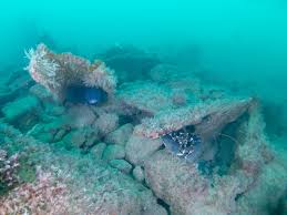 Image result for Peninsula Sub Aqua