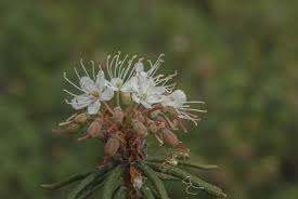 Attēlu rezultāti vaicājumam “Ledum palustre leaf”