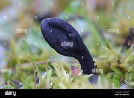 Attēlu rezultāti vaicājumam “Geoglossum sp.”