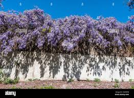 Attēlu rezultāti vaicājumam “Leguminosae”