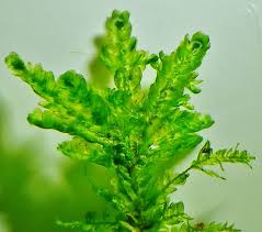 Attēlu rezultāti vaicājumam “Neckera complanata sporophyte”