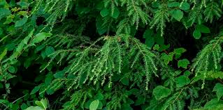 Attēlu rezultāti vaicājumam “Tsuga canadensis”