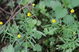 Attēlu rezultāti vaicājumam “Ranunculus auricomus leaf”