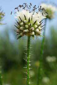 Image result for Dipsacus pilosus