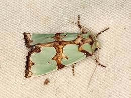 Attēlu rezultāti vaicājumam “Staurophora celsia”