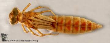 Attēlu rezultāti vaicājumam “Aeshnidae”