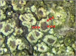 Attēlu rezultāti vaicājumam “Licea pygmaea spores”