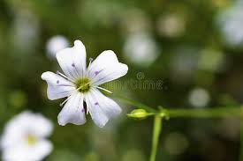 Attēlu rezultāti vaicājumam “Gypsophila paniculata flower”