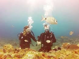 Image result for Canary Divers