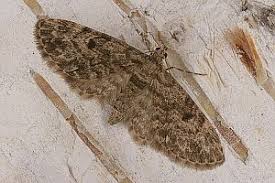 Attēlu rezultāti vaicājumam “Eupithecia tantillaria”