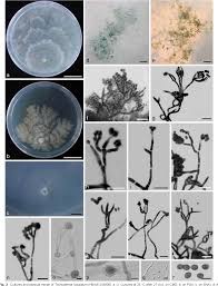 Attēlu rezultāti vaicājumam “Hypocrea rufa”