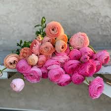 Attēlu rezultāti vaicājumam “Ranunculus elatior flower”