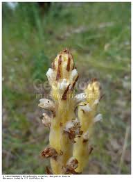 Attēlu rezultāti vaicājumam “Orobanche coerulescens flower”